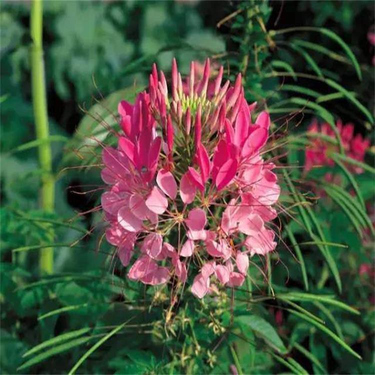冠森  醉蝶花供应  花境点缀用花
