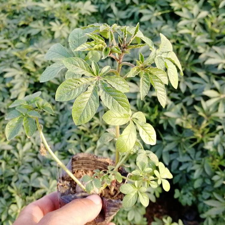 冠森  醉蝶花基地  窗前醉蝶花观赏盆栽