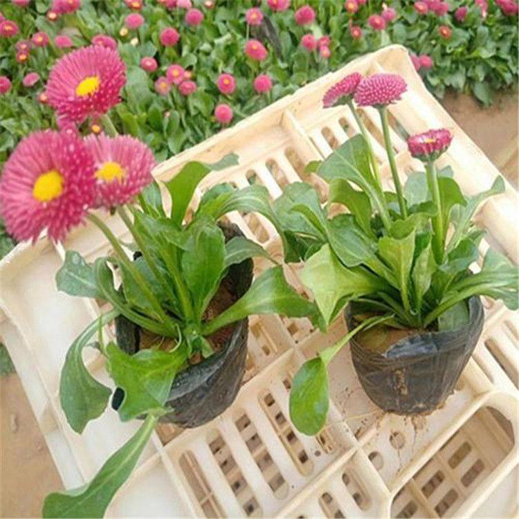雏菊种植基地  雏菊基地  可做盆植美化庭院阳台