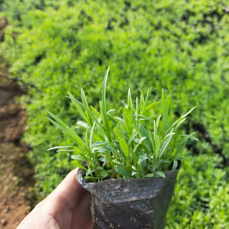 冠森  供应地被石竹  花量大，花期长，花色艳丽