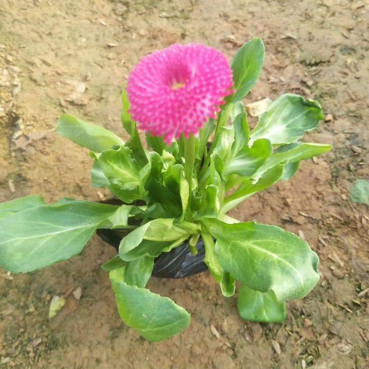 花海用花雏菊  雏菊供应商  花期长，耐寒能力强