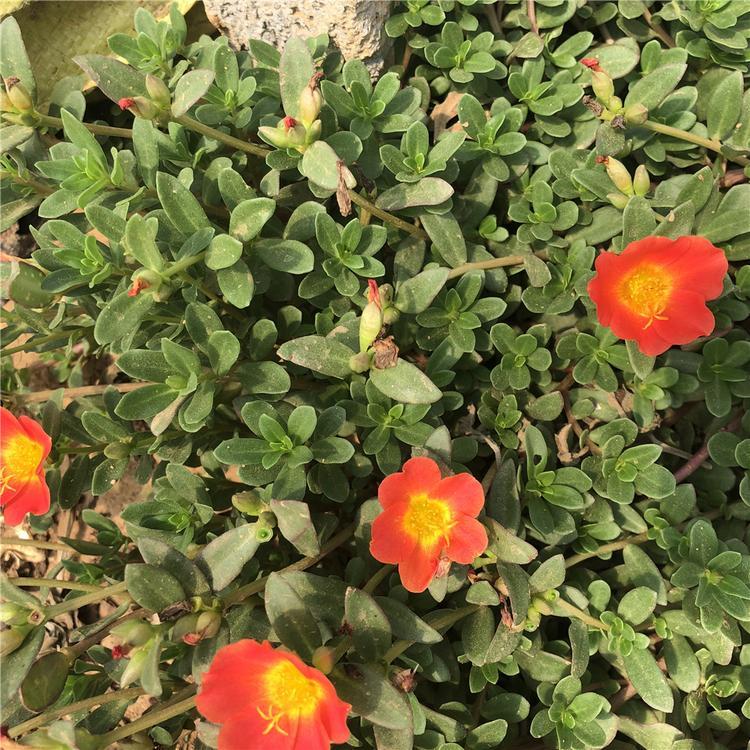 青州太阳花  太阳花小苗  花繁艳丽