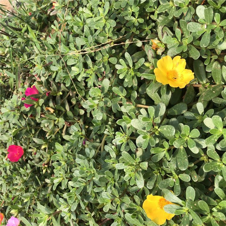 潍坊半枝莲  半枝莲报价  花繁艳丽