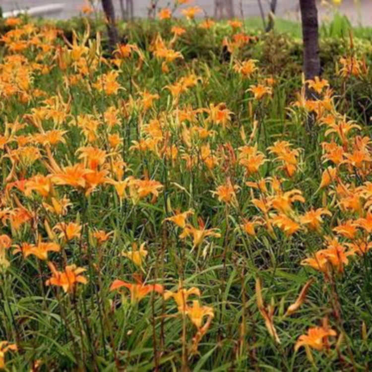 大花萱草四季草花  大花萱草出售  花色丰富