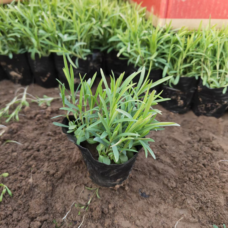 冠森  地被石竹种植基地  适应能力好