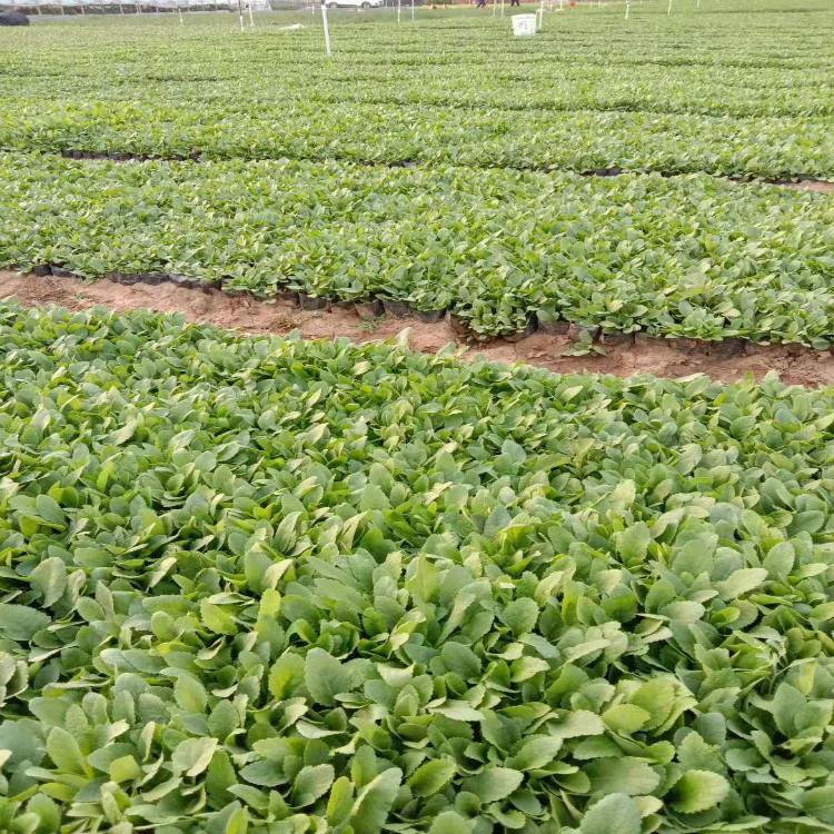 青州  兰花鼠尾草价格  护坡鼠尾草种子