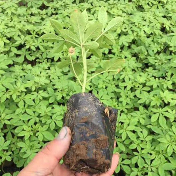 山东醉蝶花  醉蝶花供应  夏秋季节花坛布置用苗