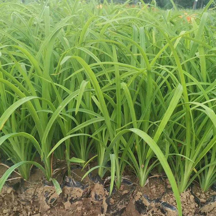 绿化用苗大花萱草  大花萱草裸根苗  花型多样