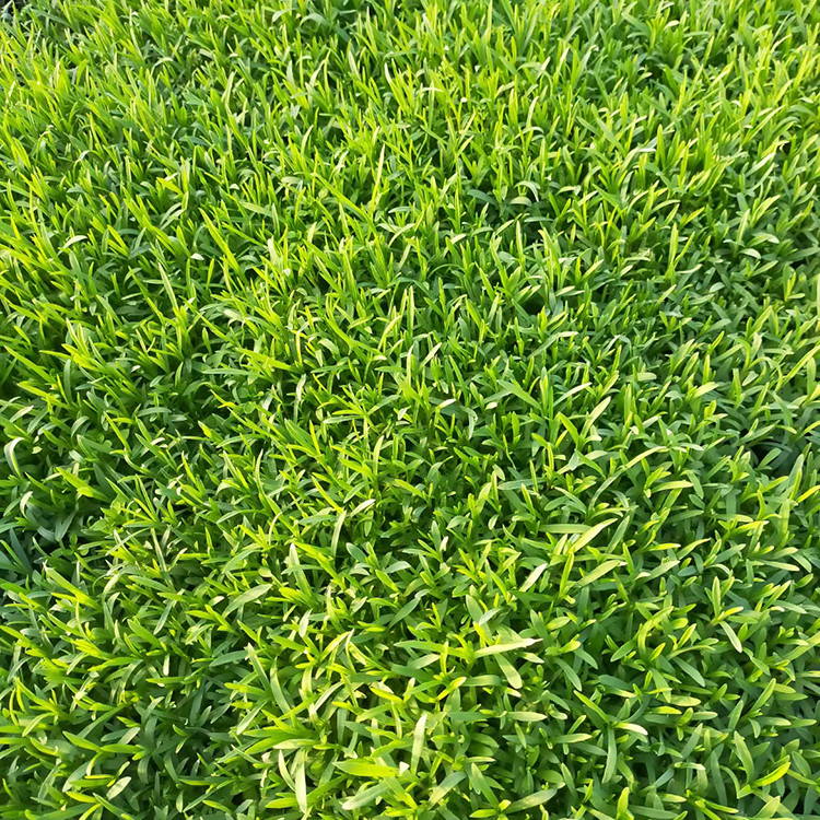冠森  双色盆地被石竹  四季常绿