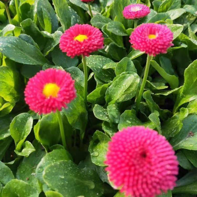 雏菊种植基地  雏菊价格  多年生草本菊花苗