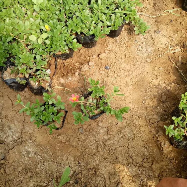 潍坊太阳花  太阳花基地  花繁艳丽