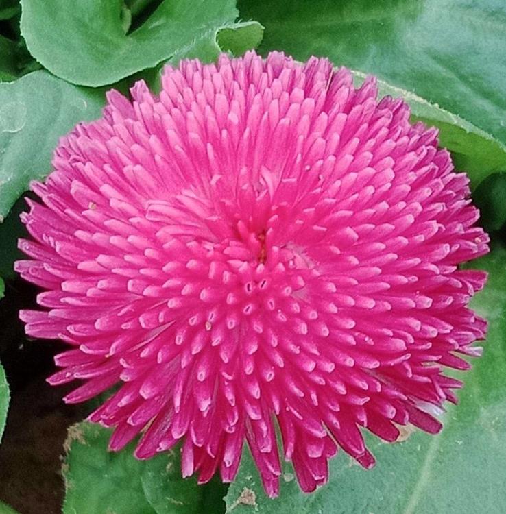 基地大量供应雏菊  雏菊盆栽  花期长，耐寒能力强