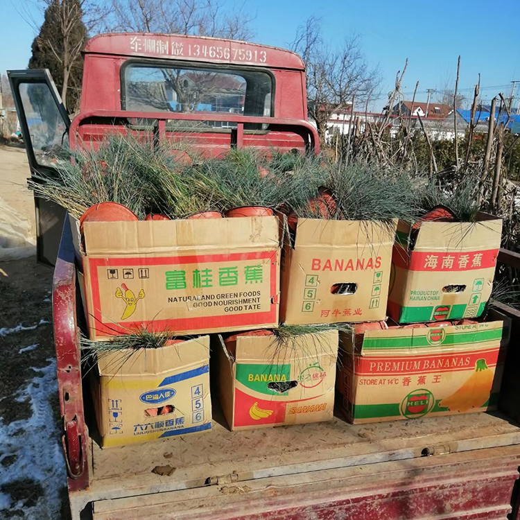冷季型观赏草  蓝羊茅种植基地  可用于花坛、花镜镶边用