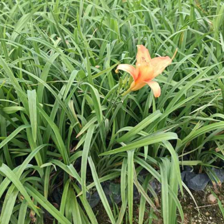 绿化用苗大花萱草  大花萱草  花色丰富