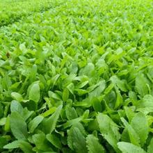 冠森  兰花鼠尾草盆栽  护坡鼠尾草种子