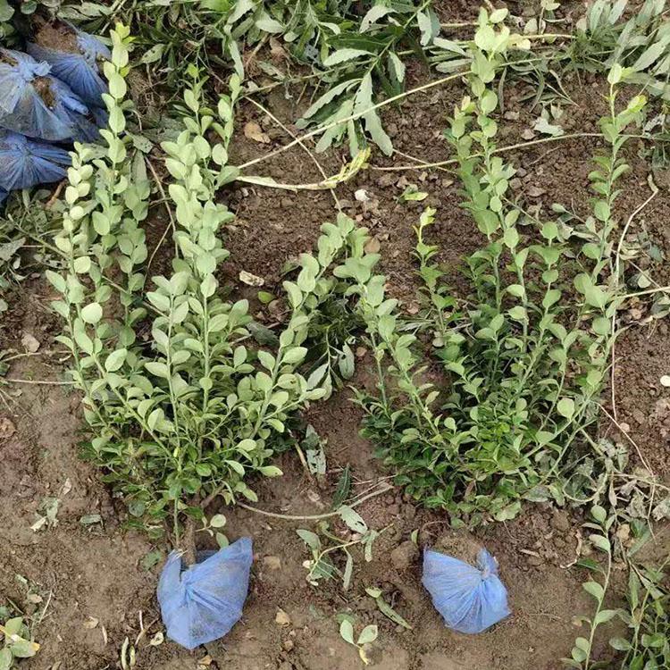 青州苗木基地  爬行卫矛批发  四季常绿  适应性好