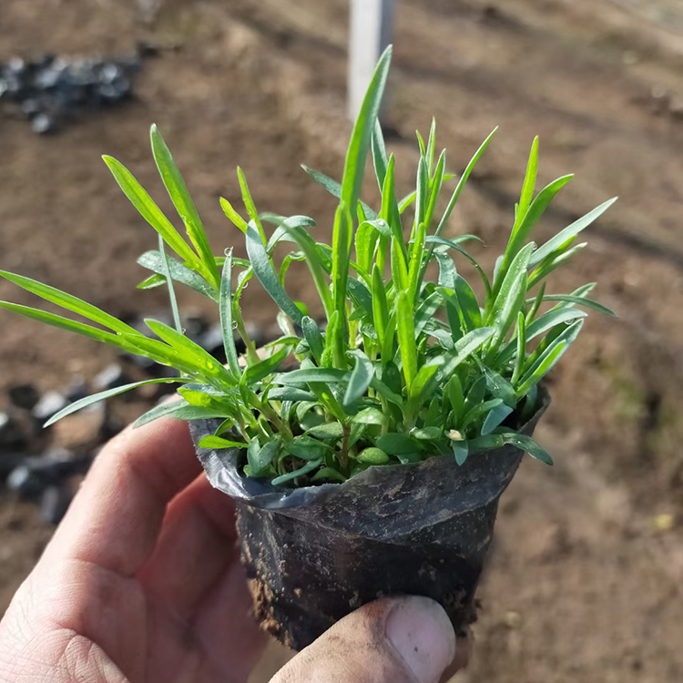 冠森  地被石竹花海  四季常绿