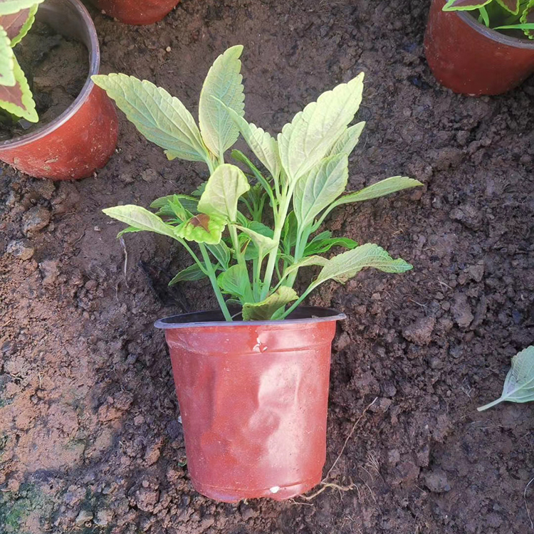 山东花卉彩叶草供应 多色彩叶草苗 植物景观营造