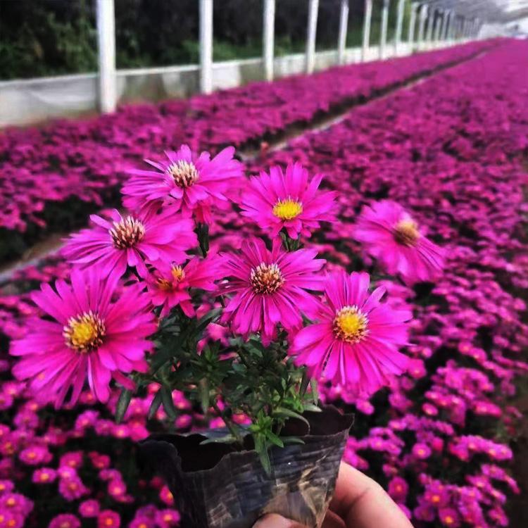 基地直供荷兰菊  荷兰菊小苗  植株较矮，自然成形
