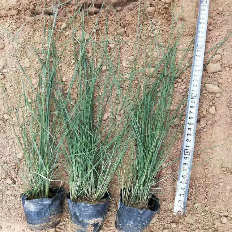 梓熙  观赏草类植物  粉黛乱子草价格  适应能力强