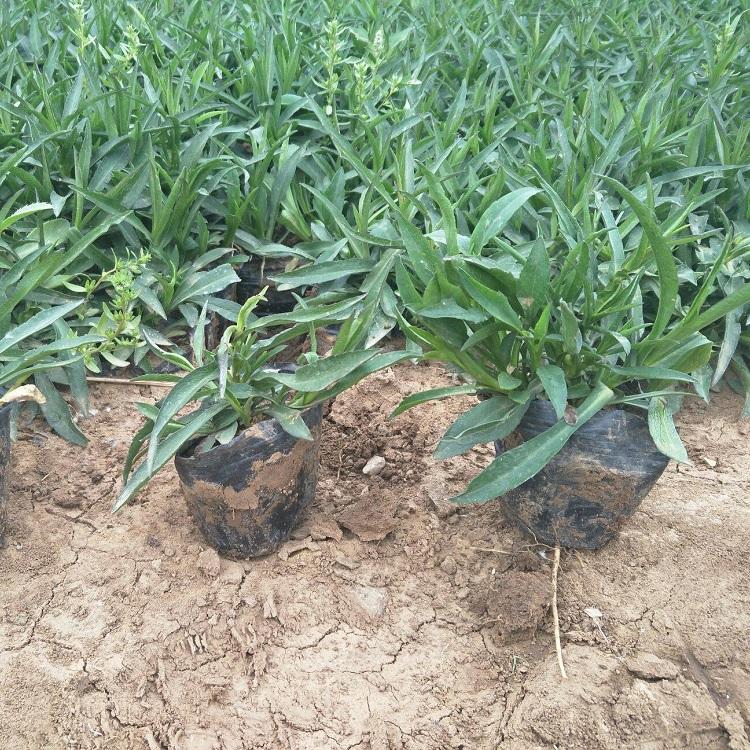 荷兰菊大量批发  荷兰菊培育基地  植株较矮，自然成形