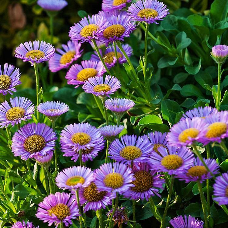 山东宿根花卉基地  荷兰菊价格  花坛点缀