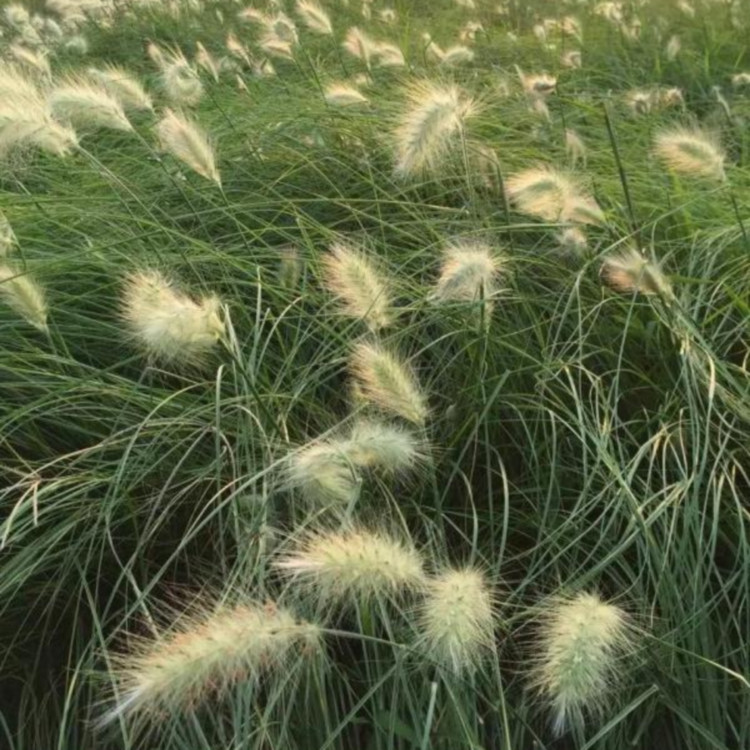 梓熙  紫叶狼尾草小苗  基地现苗，现挖现发