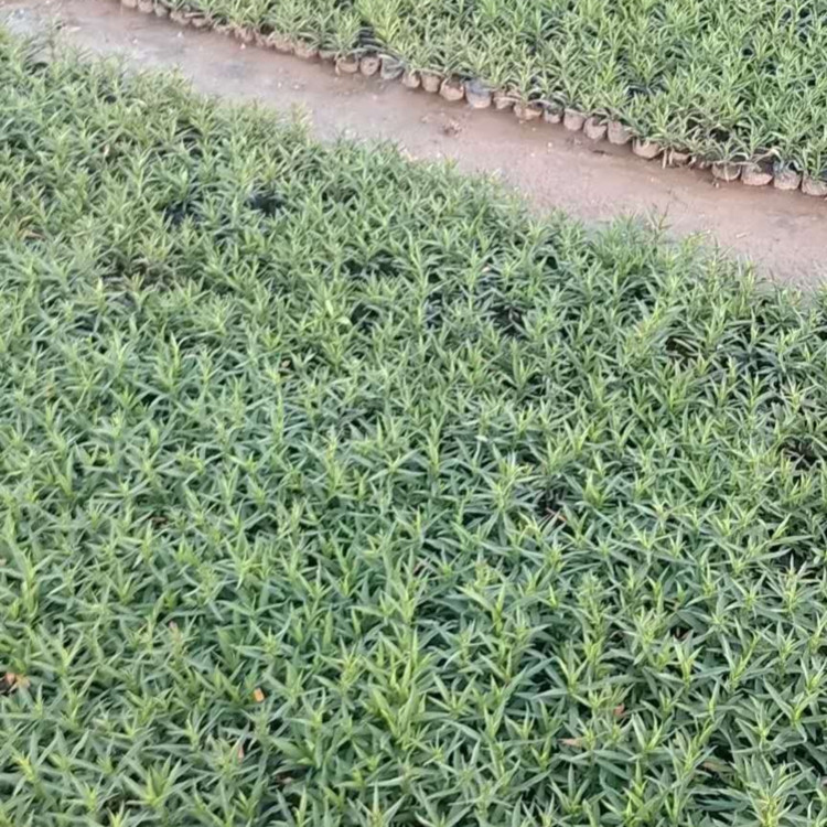 花坛用荷兰菊批发  荷兰菊培育基地  可片植、丛植、切花