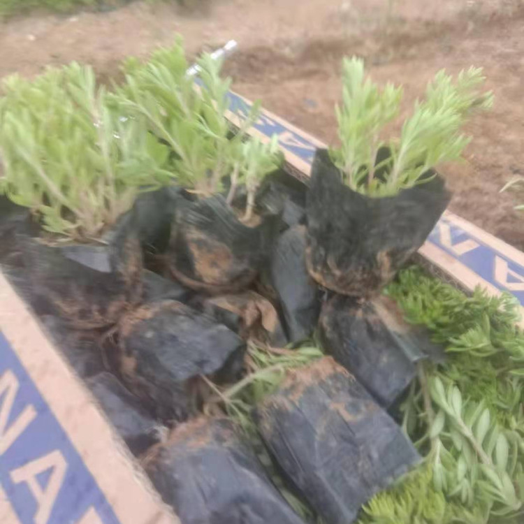 辽宁  垂盆草批发  观赏草类植物垂盆草
