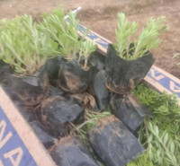 辽宁  垂盆草批发  观赏草类植物垂盆草