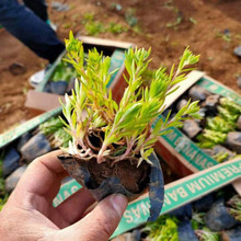 山西  垂盆草基地  地被栽种垂盆草