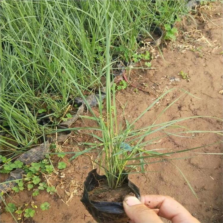 梓熙   粉黛乱子草种植基地  株高可达30-90厘米