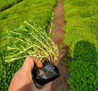 山东  垂盆草报价  观赏草类植物垂盆草