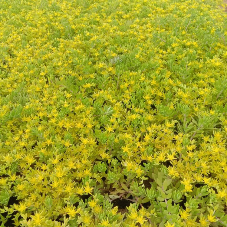 吉林  垂盆草价格  观赏草类植物垂盆草