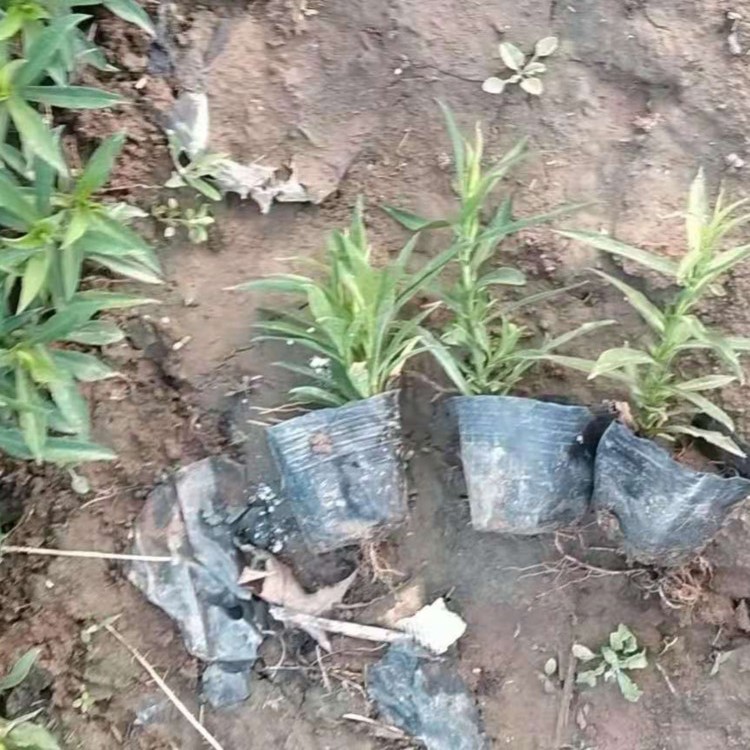 花坛用荷兰菊批发  荷兰菊培育基地  色彩艳丽