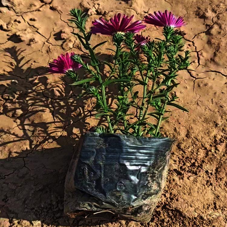 花坛用荷兰菊批发  荷兰菊供应商  花坛点缀