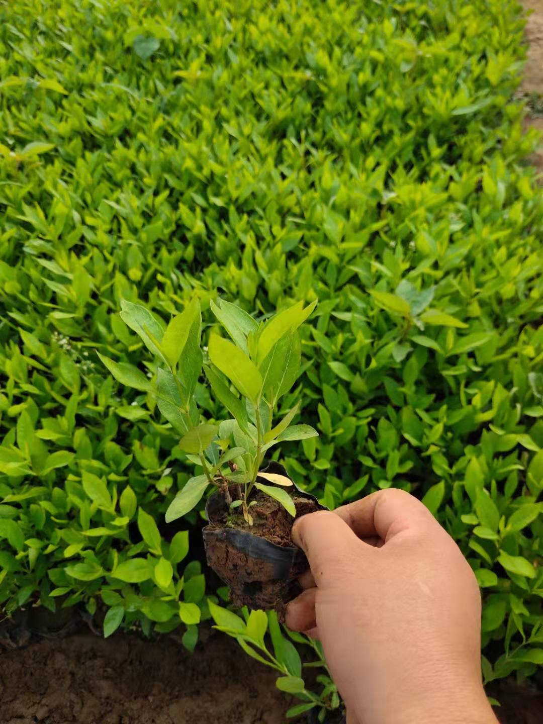花海品种福禄考小苗  丛生福禄考培育基地   “会开花的草坪”