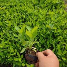 花海品种福禄考小苗  丛生福禄考培育基地   “会开花的草坪”