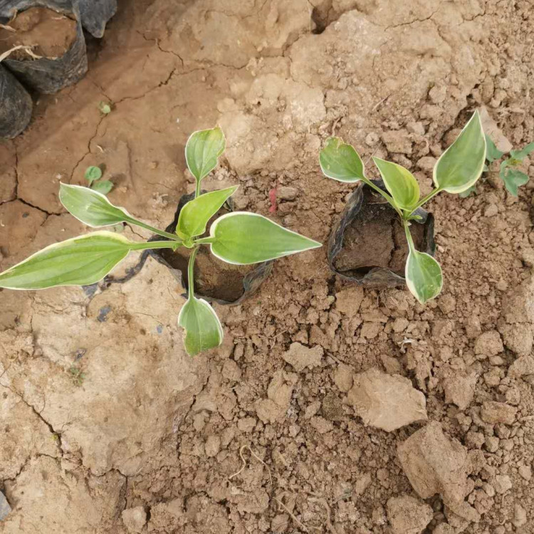 梓熙  玉簪小苗供应商  多年生宿根植物