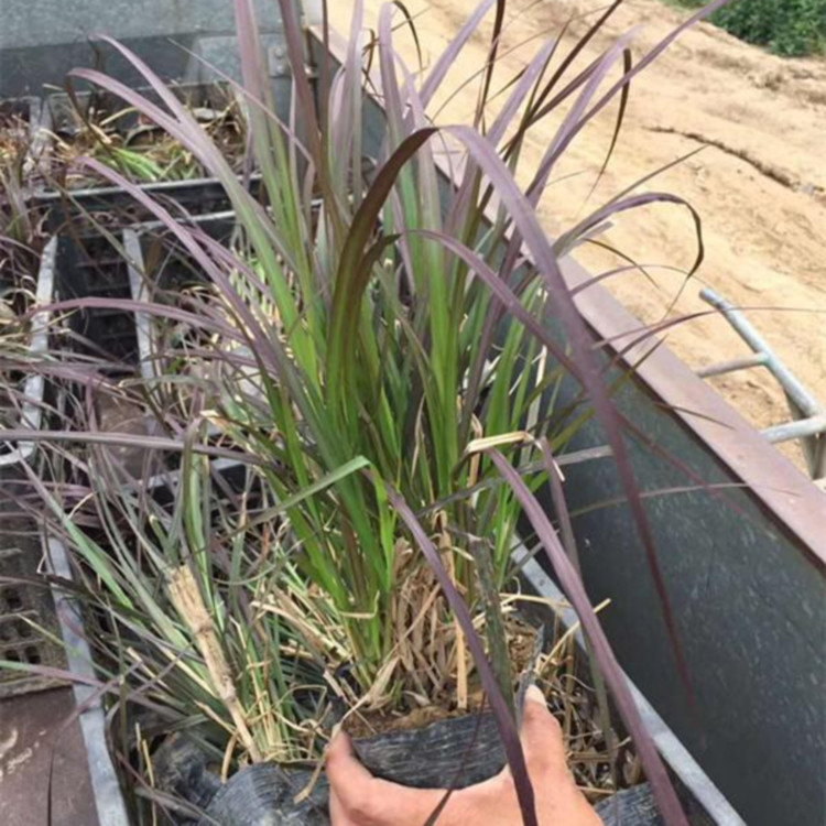 梓熙  紫叶狼尾草培育基地  耐旱、耐湿、抗寒性好