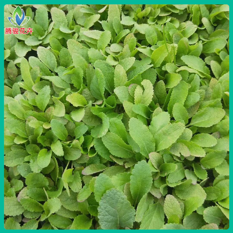 地被鼠尾草 鼠尾草直供 山东草花