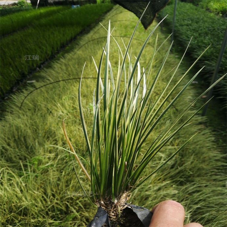 盆栽金叶苔草 花境点缀金叶苔草直批 江瑞观赏草
