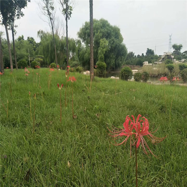 石蒜直销商 彼岸花种植户 全国发货