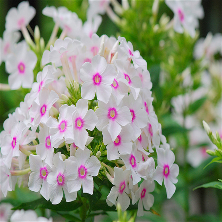 青海宿根福禄考种植户 福禄考花坛花卉 芝樱种子种苗