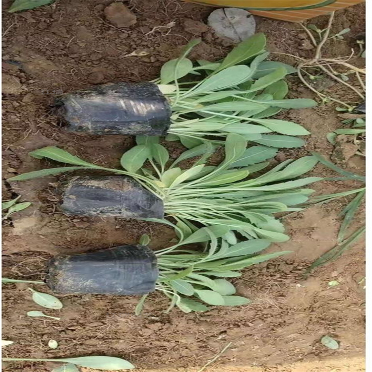 公园绿化天人菊基地 天人菊直销商 花期长 成活高