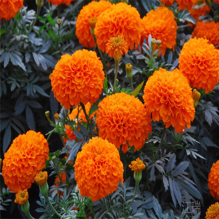 花园花卉万寿菊 花径种植万寿菊 盆栽万寿菊现货 江瑞