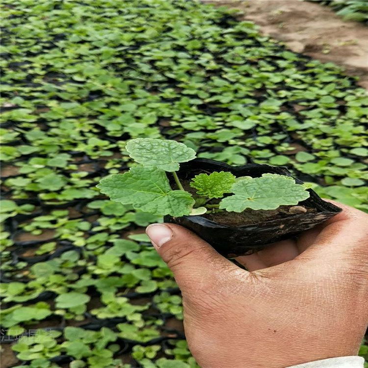 花带绿化蜀葵基地 蜀葵种植方法 全国配送