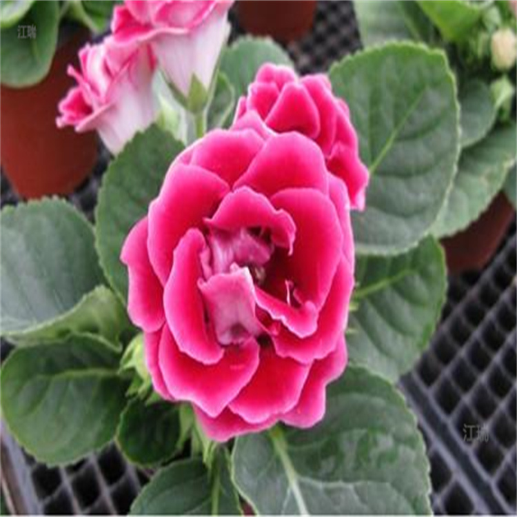 庭院种植大岩桐 绿化大岩桐批发 江瑞直销商