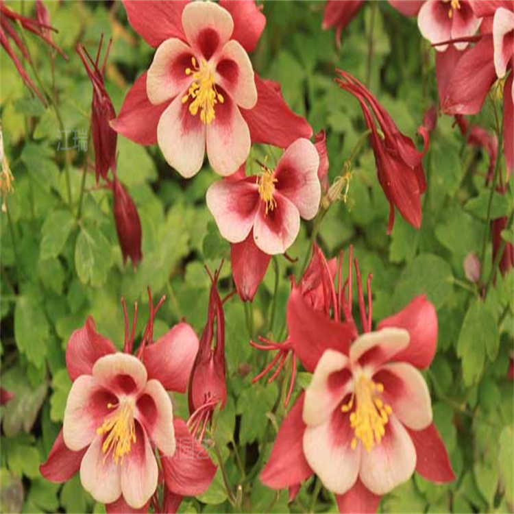 花径花卉耧斗菜基地 耧斗菜盆栽现货 全国发货