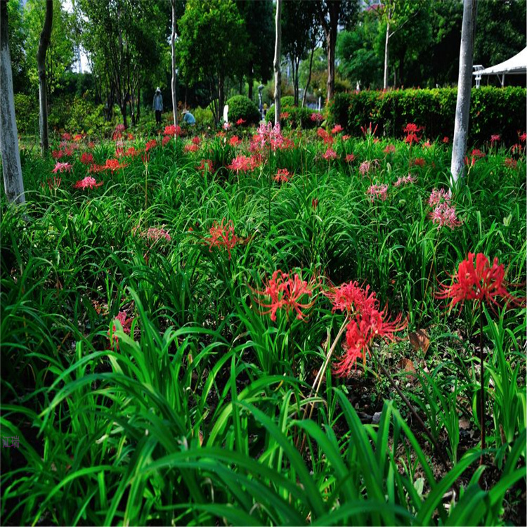 红花石蒜种植户 宁夏彼岸花价格趋势 江瑞